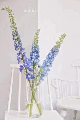 蓝色大飞燕5枝一扎