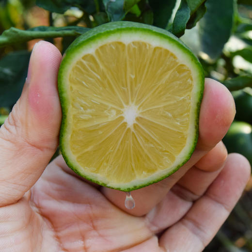 云南塔希提无籽香水青柠檬 商品图6