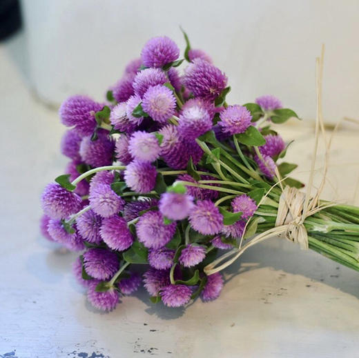 浅紫色千日红若干枝一扎 商品图1