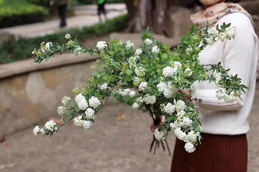 小手球3-6枝一扎 商品图0