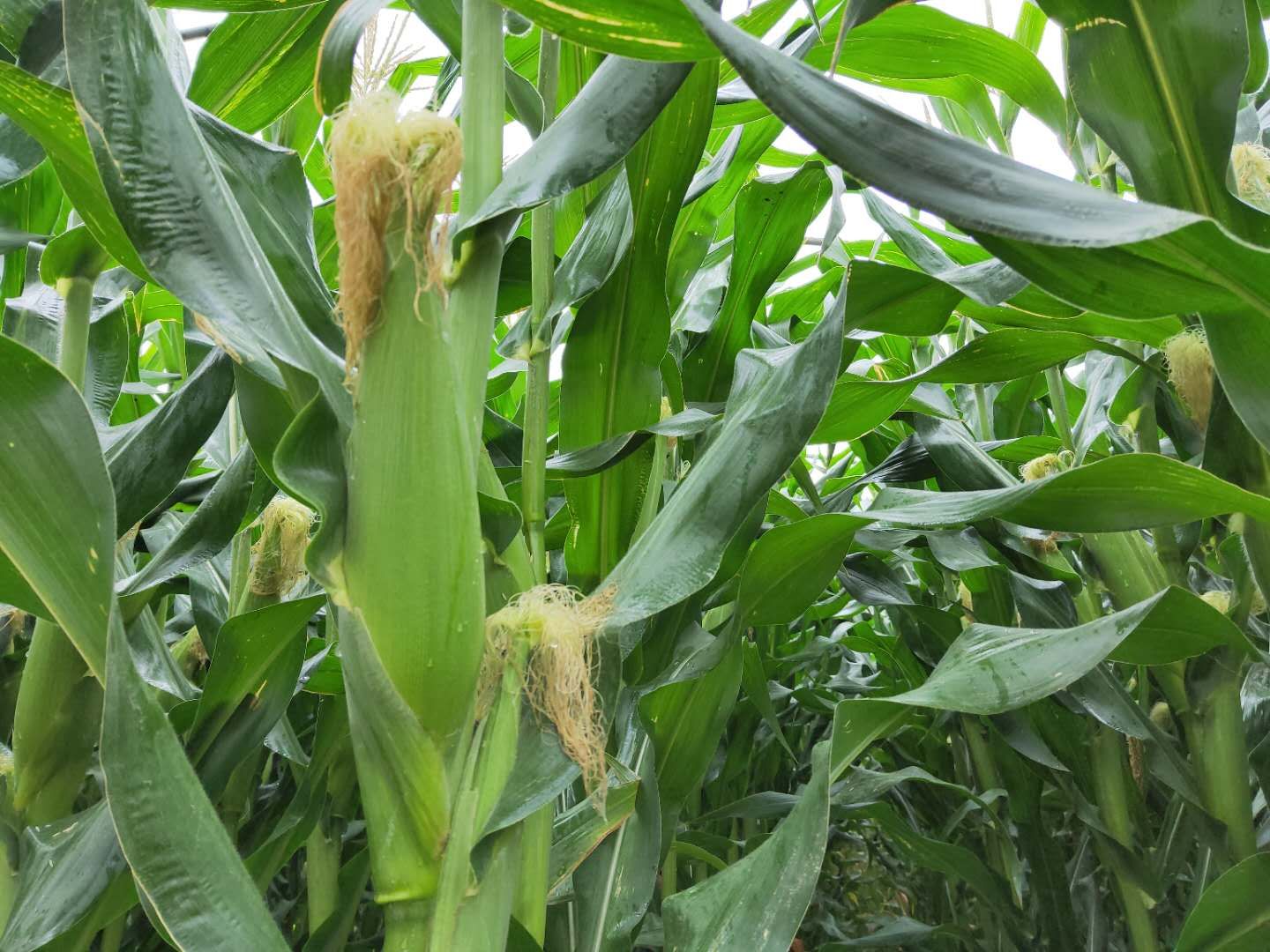 7月6日发货,本地7号玉米,特别香甜糯,好吃停不下来!5斤仅需23.