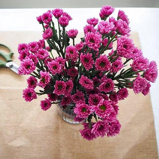 粉紫色小雏菊5枝一扎 商品图0