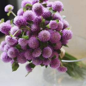 浅紫色千日红若干枝一扎