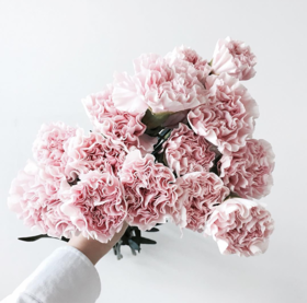 樱花粉 康乃馨10枝一扎