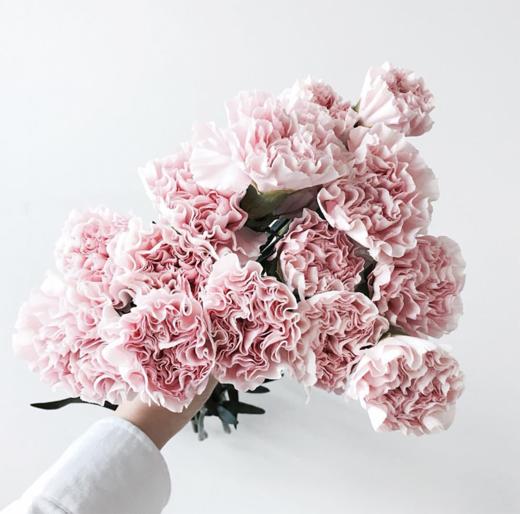 樱花粉 康乃馨10枝一扎 商品图0