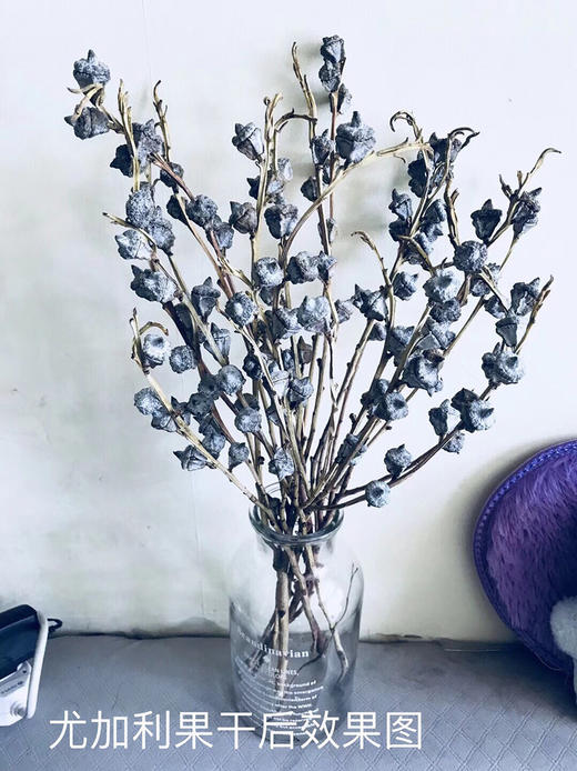 尤加利果5-8枝一扎 商品图1