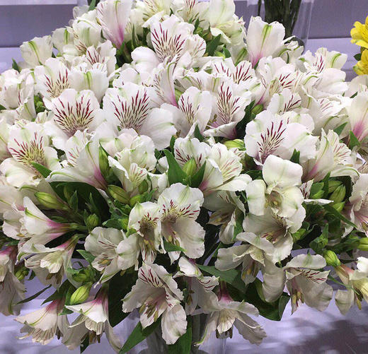 白色六出花10枝一扎 商品图1