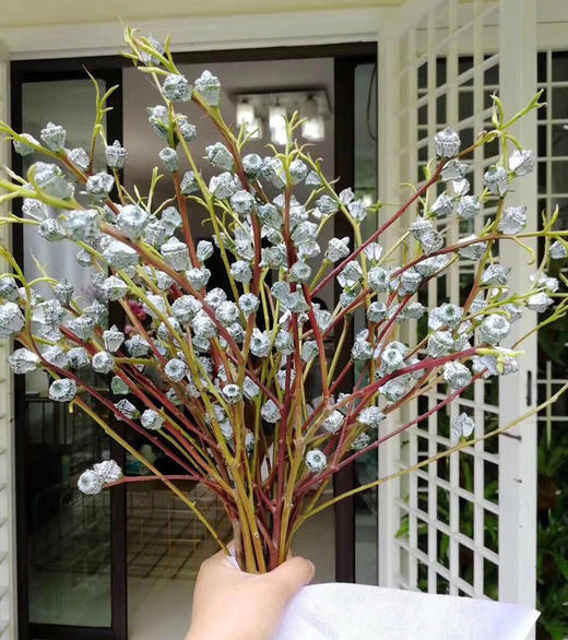 尤加利果5-8枝一扎 商品图0