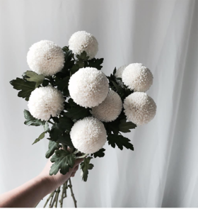 白色乒乓菊5枝一扎