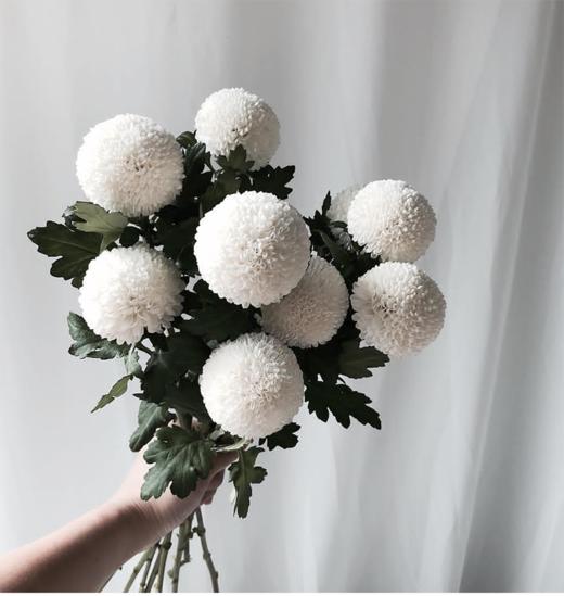 白色乒乓菊5枝一扎 商品图0