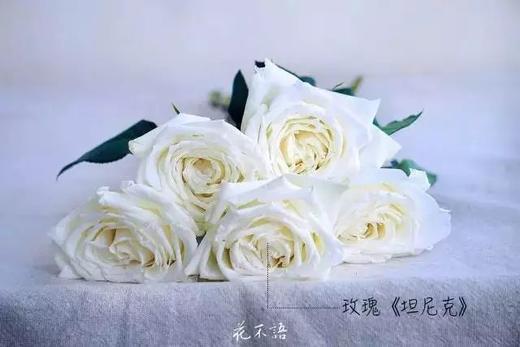 坦尼克玫瑰10枝一扎 商品图1