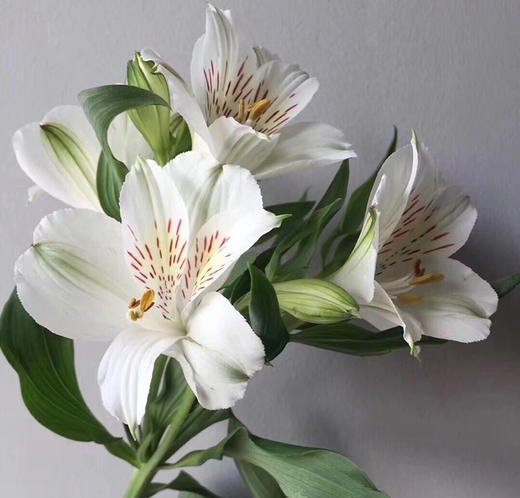 白色六出花10枝一扎 商品图0