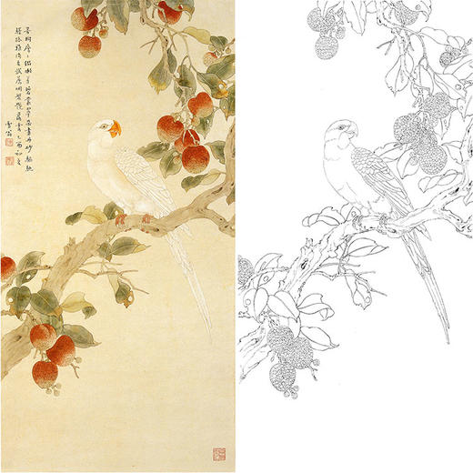 陈之佛竖幅工笔花鸟白描底稿丹荔白鹦鹉多种白描尺寸可选qa66