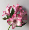 粉色六出花10枝一扎 商品缩略图0
