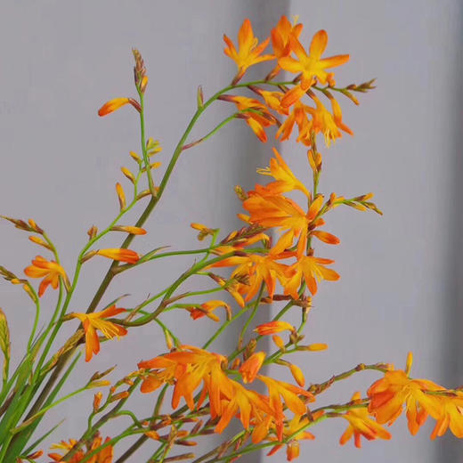 火焰兰5枝一扎 商品图0