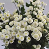 白色小雏菊5枝一扎 商品缩略图1