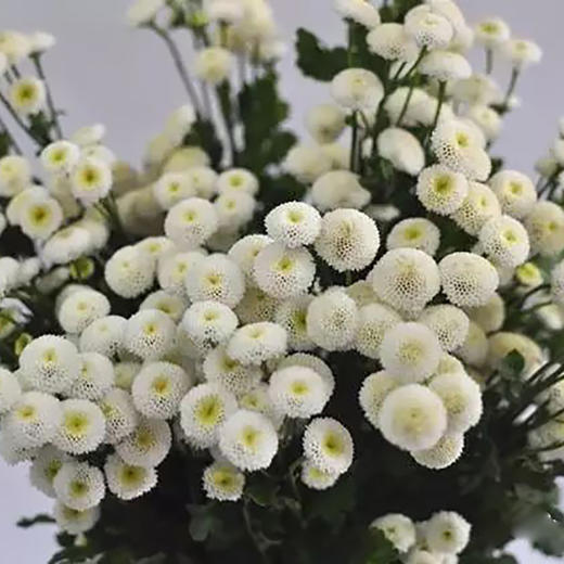 白色小雏菊5枝一扎 商品图1