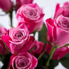 泰姬玫瑰10枝一扎