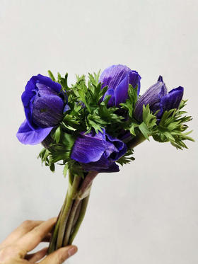 蓝色银莲花10枝一扎