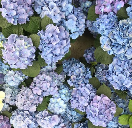 绣球一枝 颜色备注 商品图4