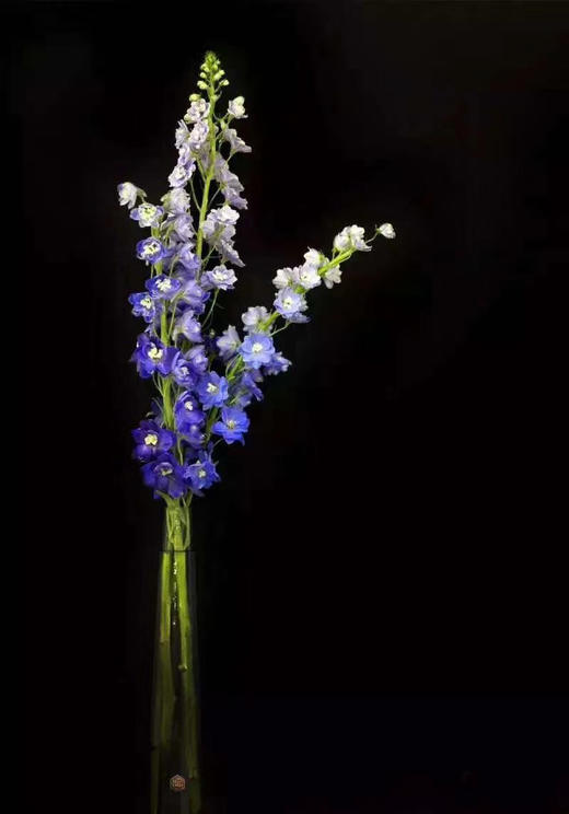 蓝色大飞燕5枝一扎 商品图1