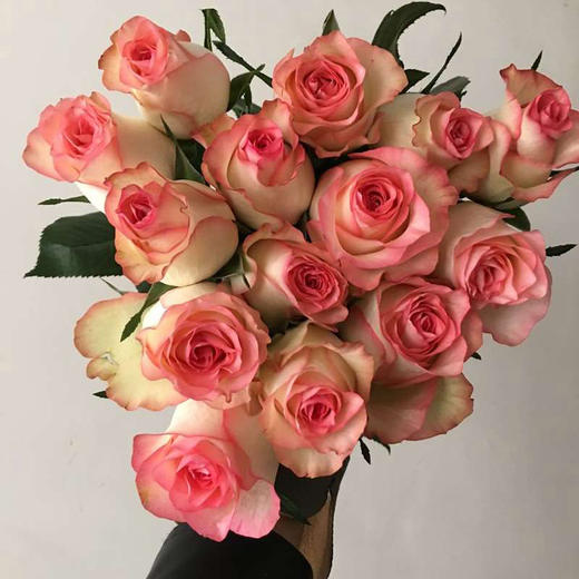 爱莎玫瑰10枝一扎 商品图0