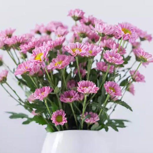 粉紫色小雏菊5枝一扎 商品图2