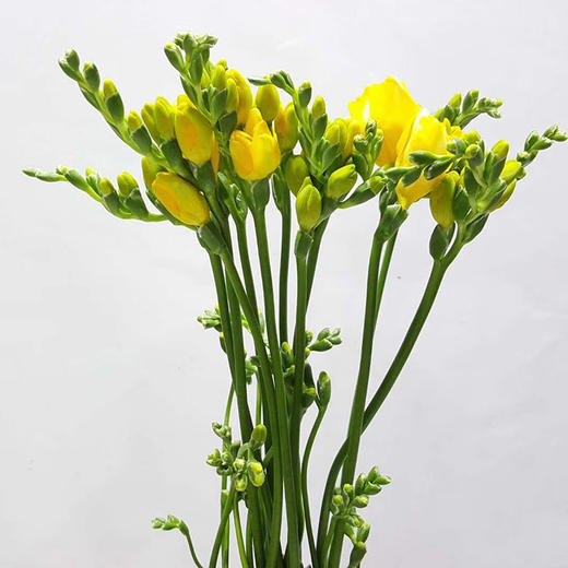 黄色香雪兰10枝一扎 商品图0