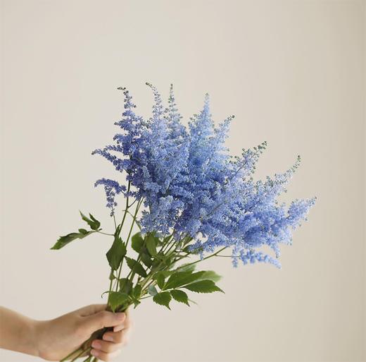 蓝色落新妇5枝一扎 商品图0