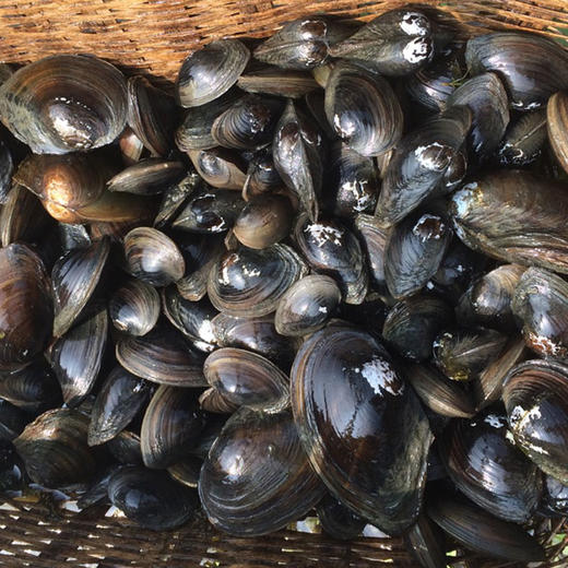 野生小河蚌 500g