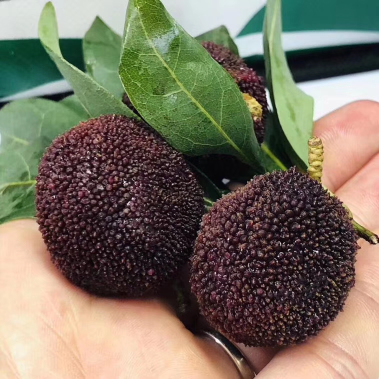 云南杨梅60超级赞鲜甜鲜甜滴勾引勾引6斤左右