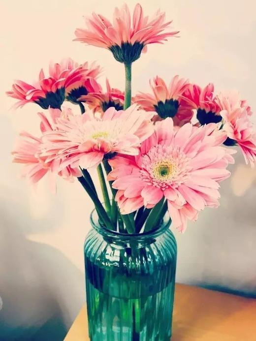 粉色扶郎花10枝一扎