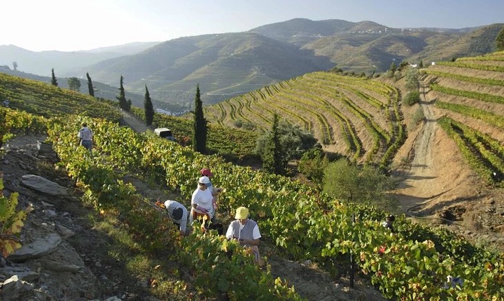 格兰姆红宝石波特酒