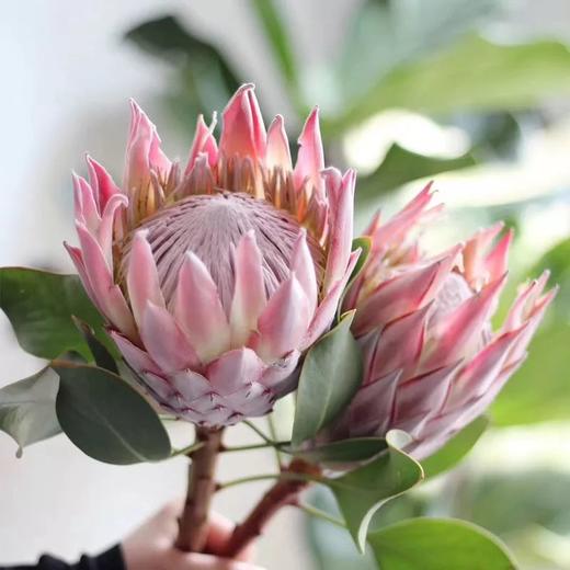 粉色帝王花一枝