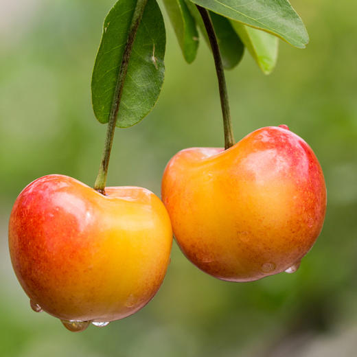 烟台黄水晶小樱桃2斤装顺丰空运
