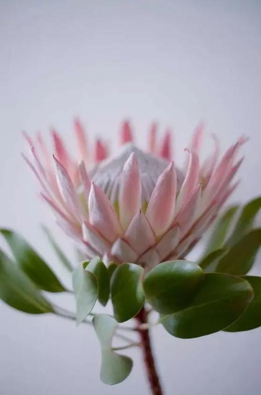 粉色帝王花一枝