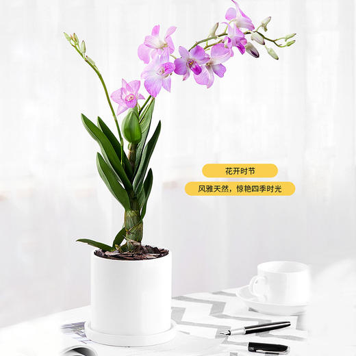 石斛兰花卉观花植物室内花绿植花卉盆栽阳台植物石斛兰盆栽带花 盆子随机 绿韵花田鲜花店