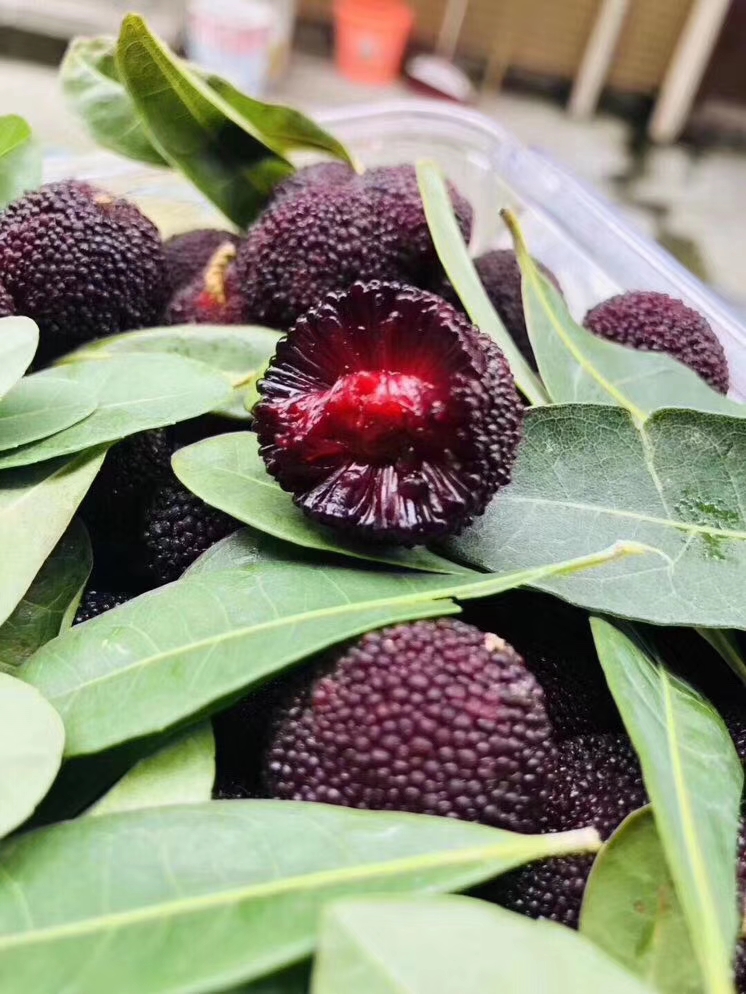 云南杨梅60超级赞鲜甜鲜甜滴勾引勾引6斤左右