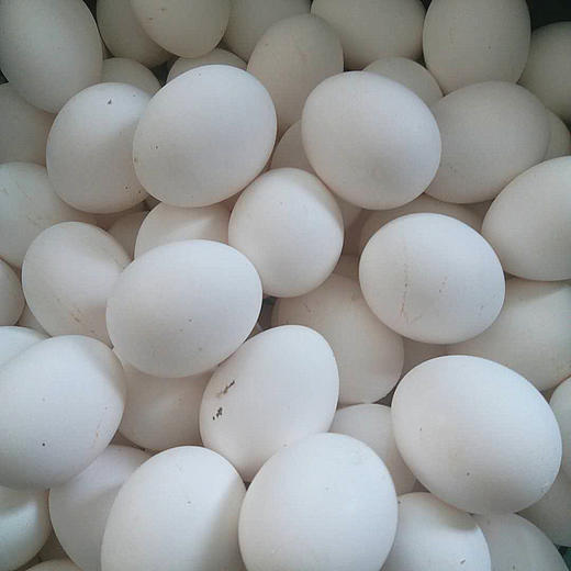 新鲜白皮鸡蛋仅售45元斤每日9点开抢限量低价
