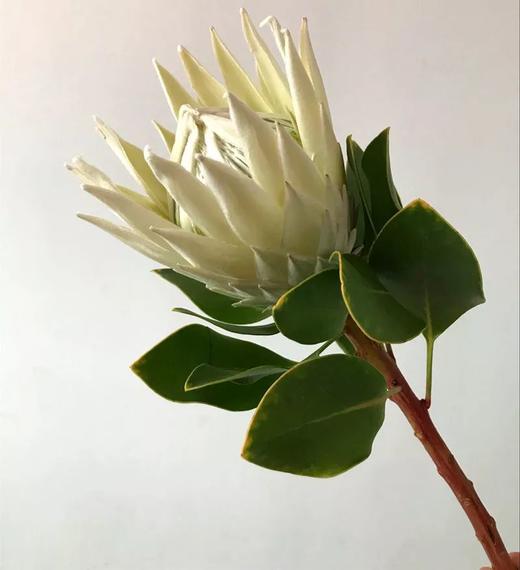 白色帝王花一枝