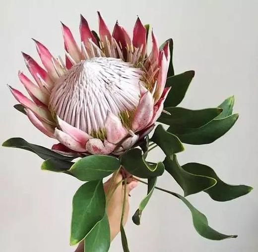 粉色帝王花一枝