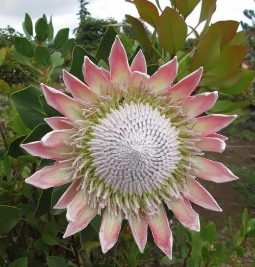 粉色帝王花一枝