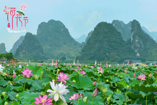 6月21日“荷你相约”清远荷花节、洞天仙境2天团（仅一期）精品