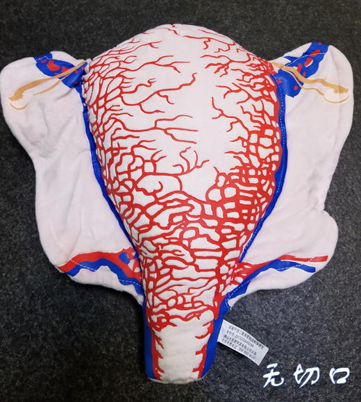【顺丰速发】6种现货：妊娠子宫二维血管构造软体模型（多切口可选） 商品图5