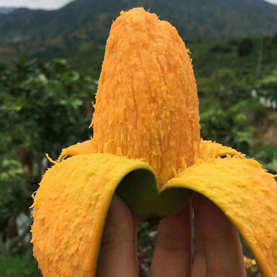 椰香芒(树熟)○ 带言