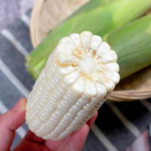 福建漳州牛奶玉米4斤新鲜水果甜玉米生吃冰糖白玉米现摘批发包邮