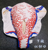 【顺丰速发】6种现货：妊娠子宫二维血管构造软体模型（多切口可选） 商品缩略图6