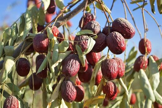 丨有机丨臻如意去核 灰枣1000克*1袋 商品图1