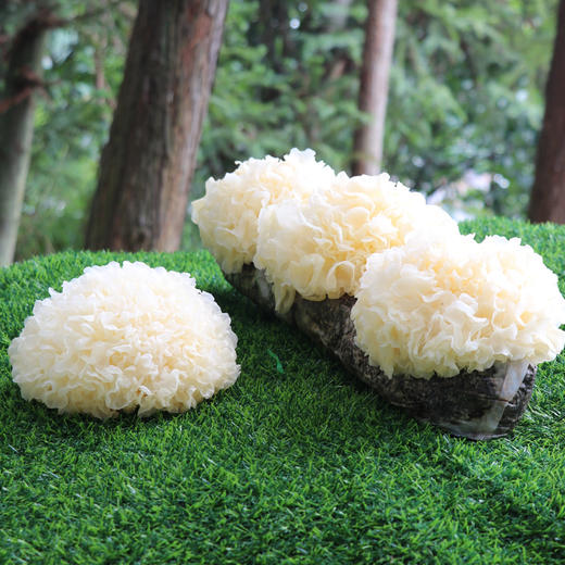 【特惠活动】超糯的鲜活银耳 7朵/组 商品图0