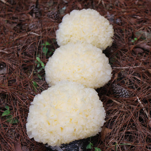 【特惠活动】超糯的鲜活银耳 7朵/组 商品图2